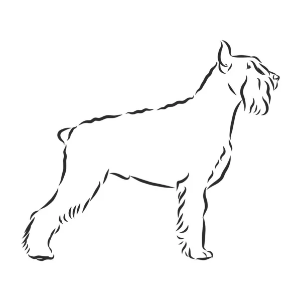 Riesenschnauzer Hond Schets Contour Vector Illustratie — Stockvector