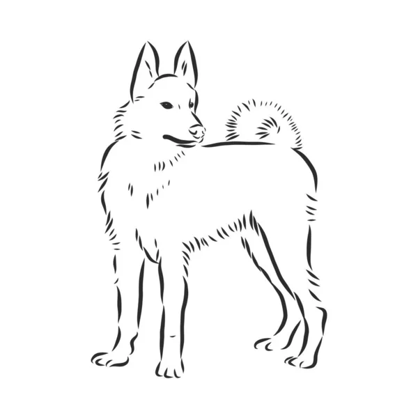 Husky Hand Getekend Schets Gefokte Hond Geïsoleerd Witte Achtergrond — Stockvector