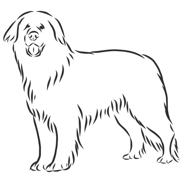 Leonberg Hond Schets Contour Vector Illustratie — Stockvector