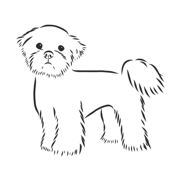 ベクトルスケッチ面白い犬Maltese品種座って手描きベクトル — ストックベクタ