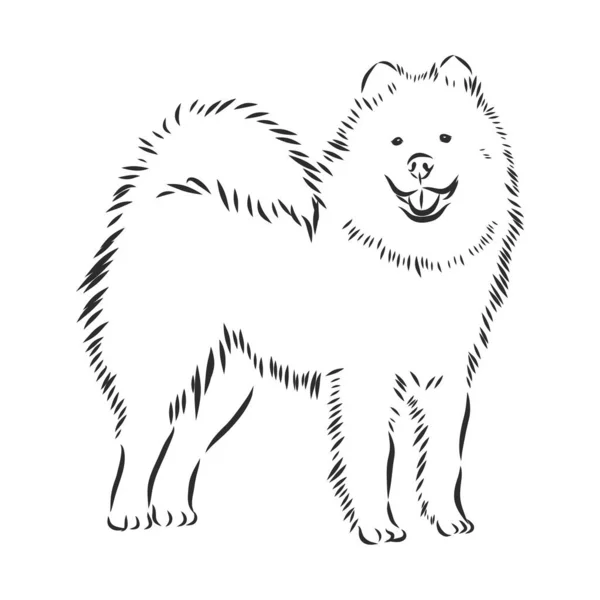 Samoyed Coloring Page Coloring Pages
