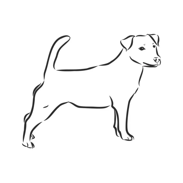 Esboço Desenhado Mão Engraçado Jack Russell Terrier Ilustração Vetorial — Vetor de Stock