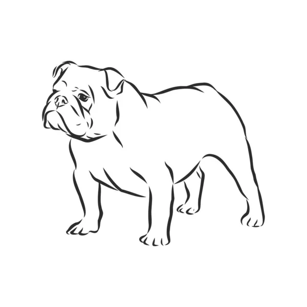 English Bulldog Isolated Outlined Vector Illustration — Stock Vector