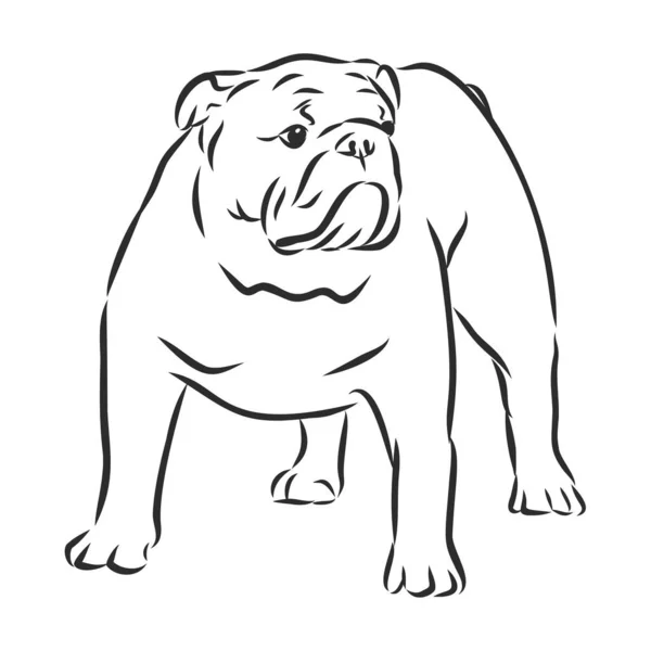 English Bulldog Isolated Outlined Vector Illustration — Stock Vector