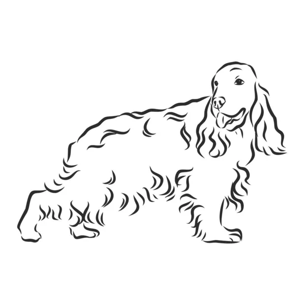Ręcznie Rysowany Wektor Ilustracji Angielski Cocker Spaniel Pies Stylu Szkicu — Wektor stockowy