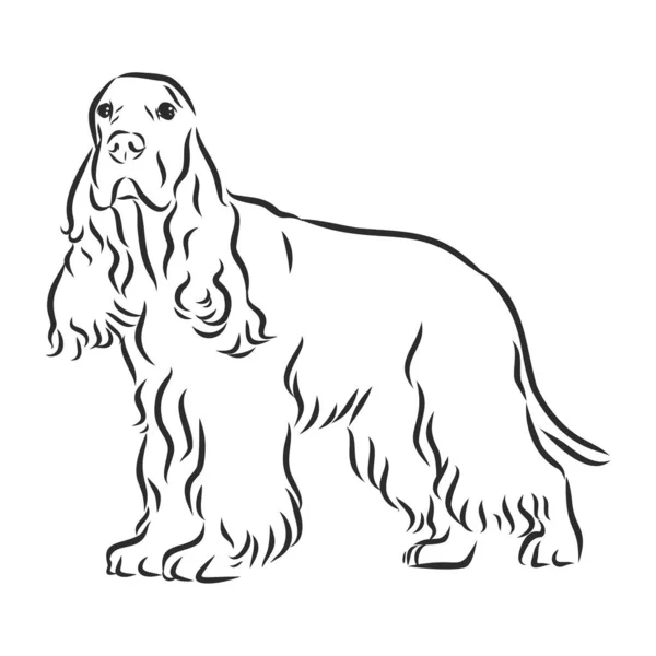 El çizimi vektör çizimi İngiliz Cocker Spaniel. Skeç stili köpek. Gerçekçi.