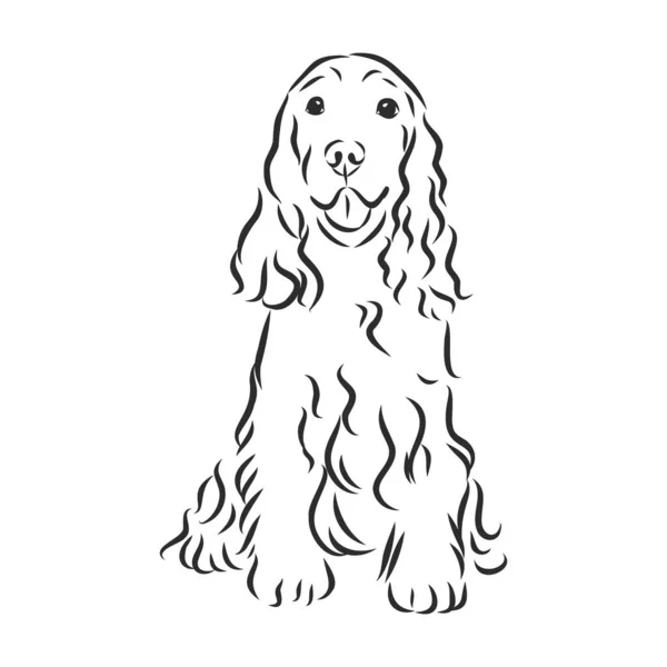 Ilustración Vectorial Dibujada Mano Inglés Cocker Spaniel Perro Estilo Sketch — Vector de stock