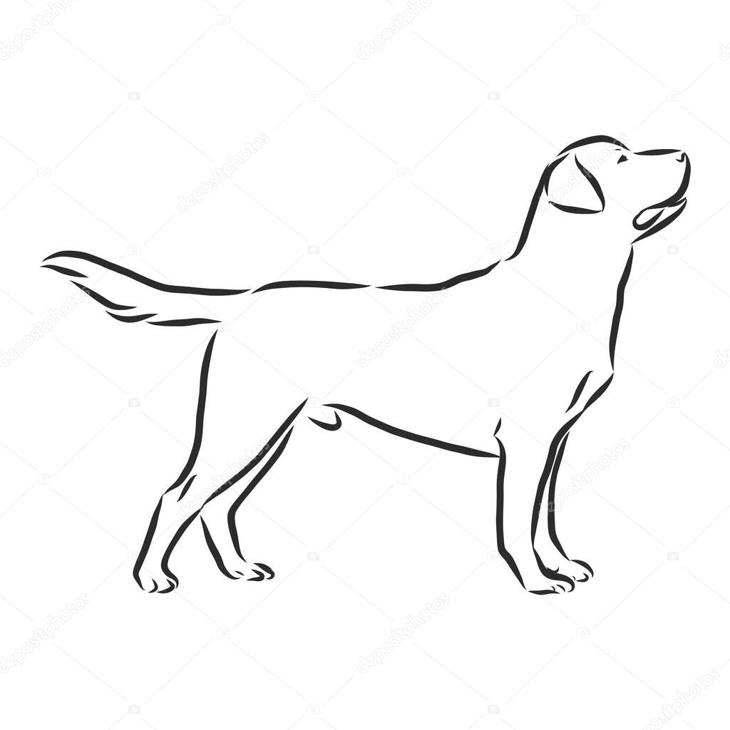 Labrador Retriever dog. Isolated outlined sketch, logo contour vector illustration