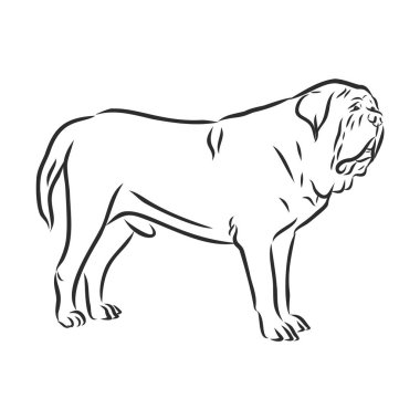 İngiliz mastiff dog - izole vektör çizimi