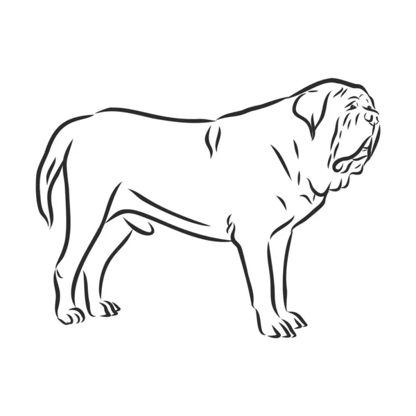 Anglický Mastif Dog Izolovaný Vektorový Ilustrační Náčrt — Stockový vektor