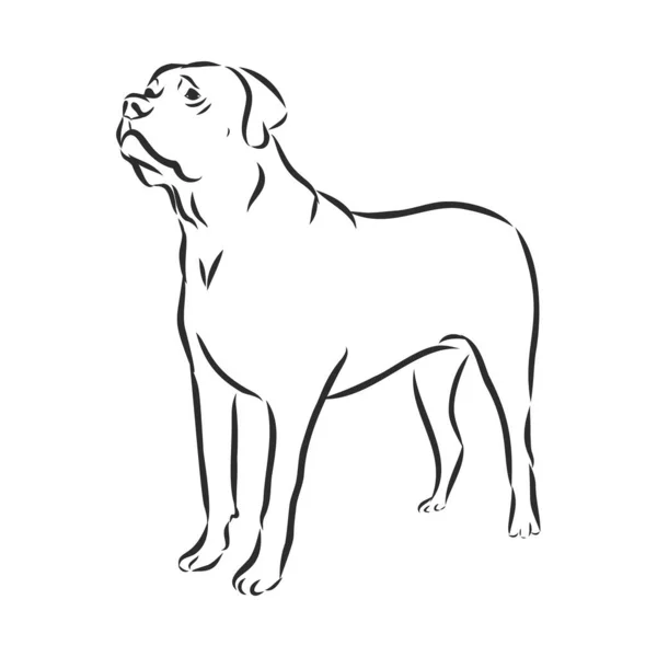 Αγγλικά Mastiff Σκυλί Απομονωμένη Διανυσματική Απεικόνιση Σκίτσο — Διανυσματικό Αρχείο