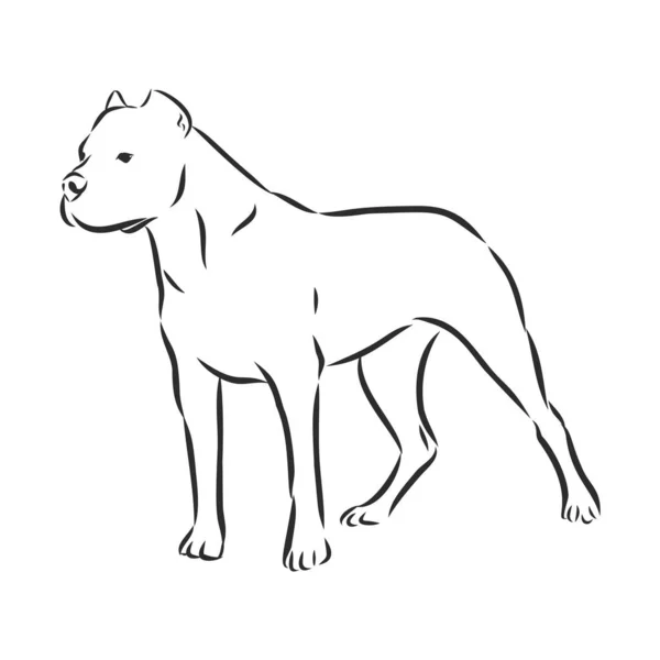 Grand Danois Argentin Croquis Chien Illustration Vectorielle Contour — Image vectorielle