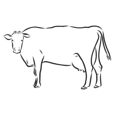 Beyaz üzerine izole inek, el çizimi vektör illüstrasyonu.