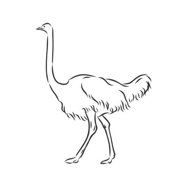 Vektör çizimi. Devekuşunun elle çizilmiş gerçekçi çizimi