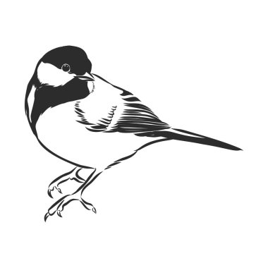 siyah ve beyaz basık izole baştankara vektör çizim