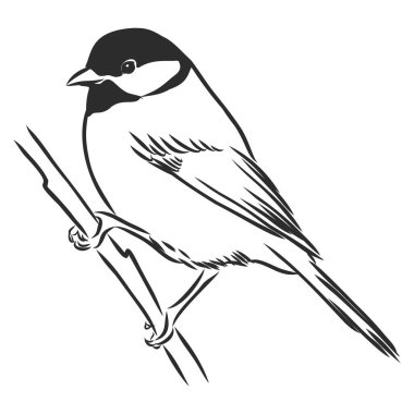 siyah ve beyaz basık izole baştankara vektör çizim