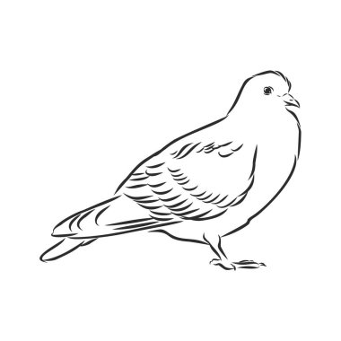 Güvercin el çizimi illüstrasyon. Birkaç güvercinle vektör hattı sanatı, uçan beyaz kuş, posta güvercini ve dallı güvercin..