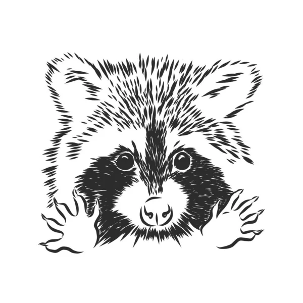 Rakun. Beyaz arka planda bir rakunun esrarengiz, grafik portresi..