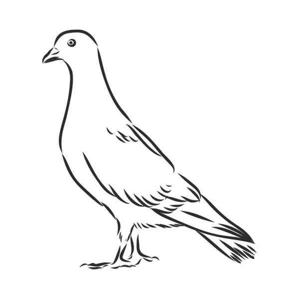 Güvercin Çizimi Illüstrasyon Birkaç Güvercinle Vektör Hattı Sanatı Uçan Beyaz — Stok Vektör