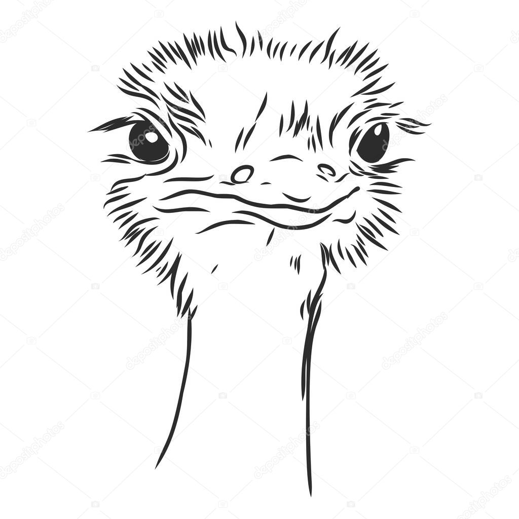 Vector illustration. Hand drawn realistic sketch of ostrich