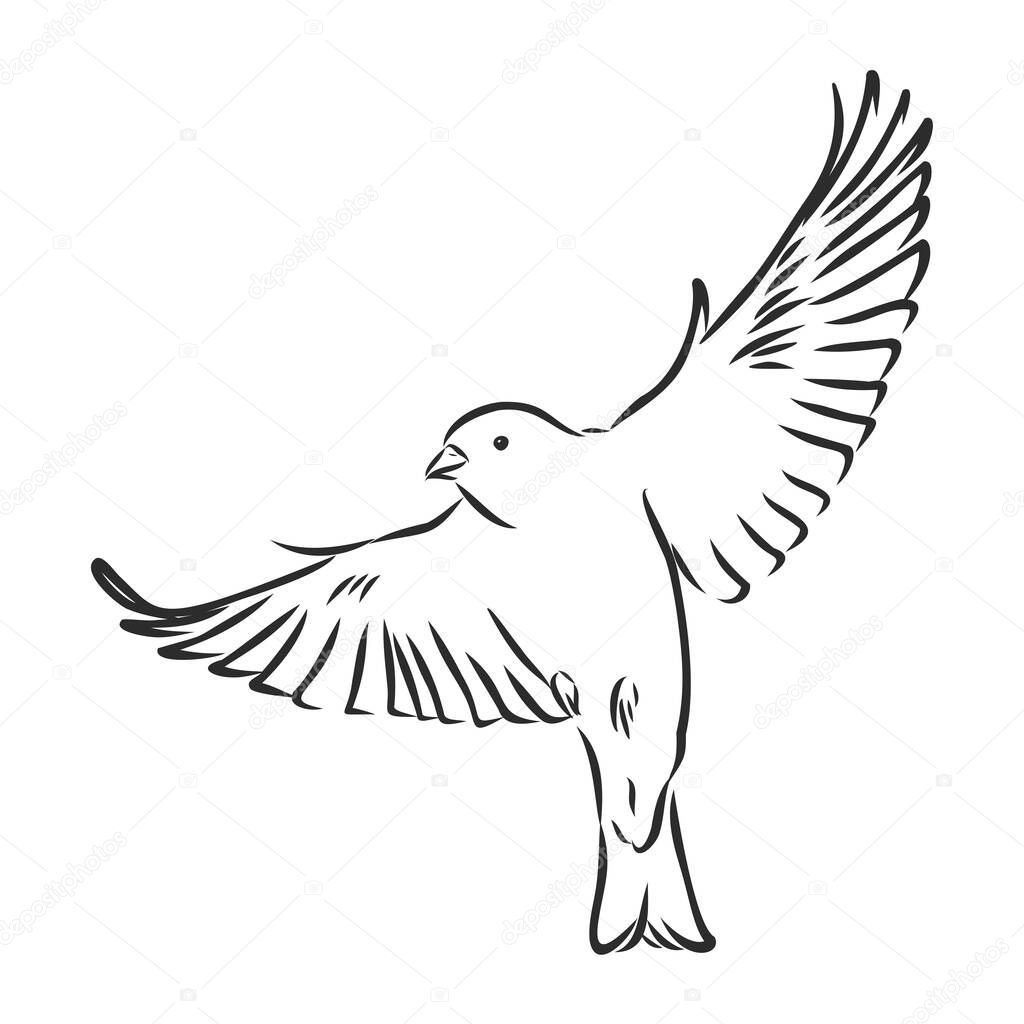 Sparrow bird engraving vector illustration. Scratch board style imitation. Hand drawn image.