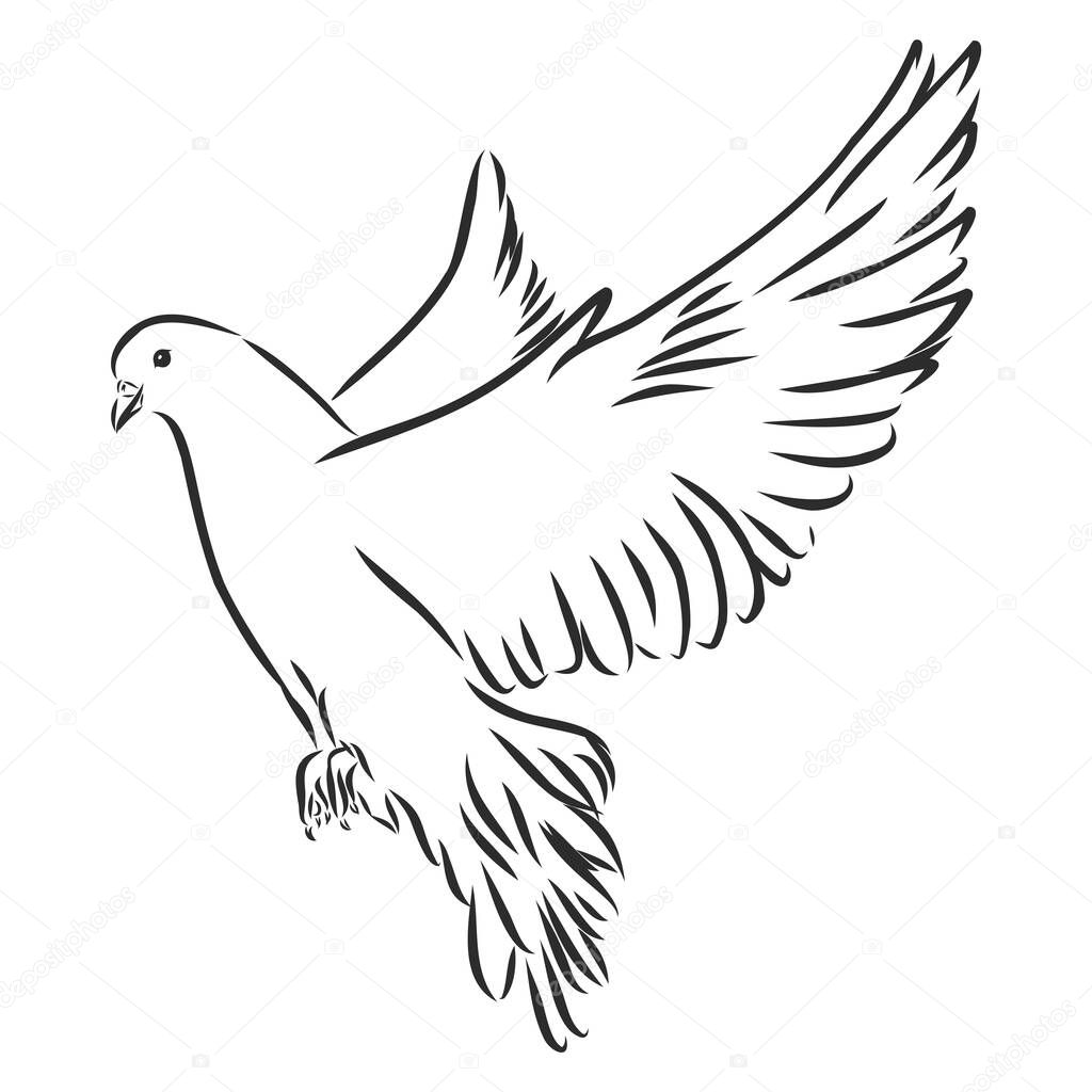 Dove hand drawn illustration. Vector line art with couple of pigeons, flying white bird, standing carrier pigeon and dove with branch.