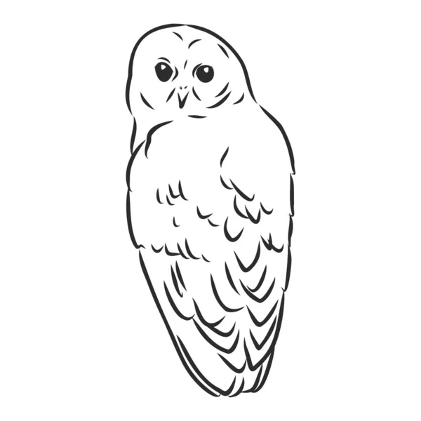 Hand Drawn Owl Sketch Vector Illustration — Stock Vector