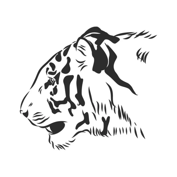 Tête Tigre Dessin Main Ligne Noire Sur Fond Blanc Illustration — Image vectorielle