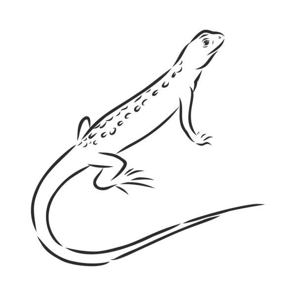 Croquis Vectoriel Dessiné Main Lézard Gecko Isolé Sur Fond Blanc — Image vectorielle