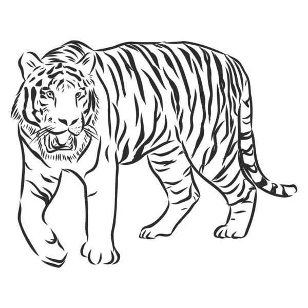 Vector Hand Drawn Sketch Stalking Tiger Black White Monochrome Colors — Stock Vector