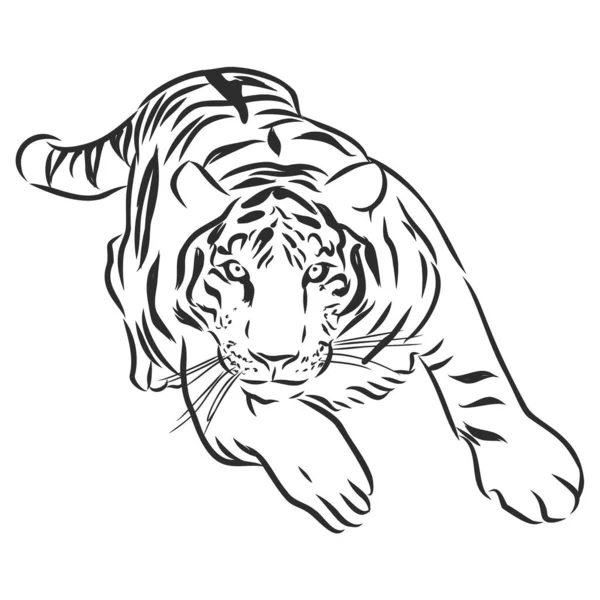 Vector Dibujo Dibujado Mano Tigre Acecho Blanco Negro Monocromo Colores — Archivo Imágenes Vectoriales