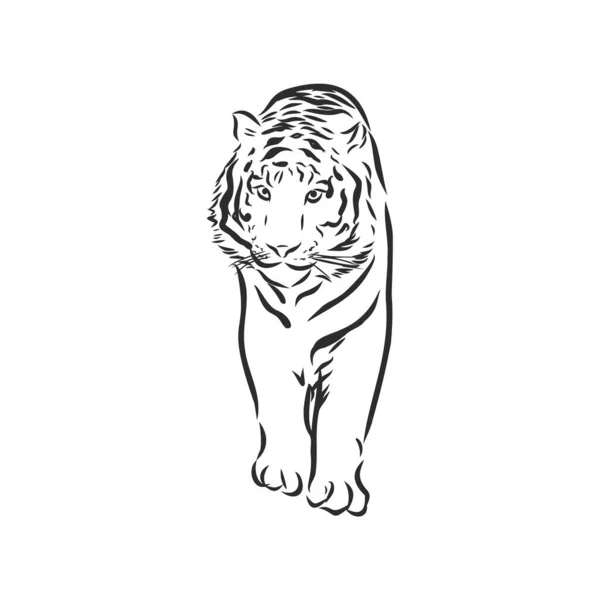 Vector Hand Drawn Sketch Stalking Tiger Black White Monochrome Colors — Stock Vector