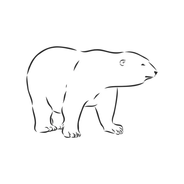 Oso Polar Ilustración Dibujada Mano Boceto Vectorial — Vector de stock