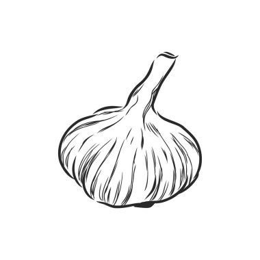 Sarımsak. Elle çizilmiş illüstrasyon vektörlere dönüştürüldü. Pastel efekt boyası. Renkler değişmeye hazır.
