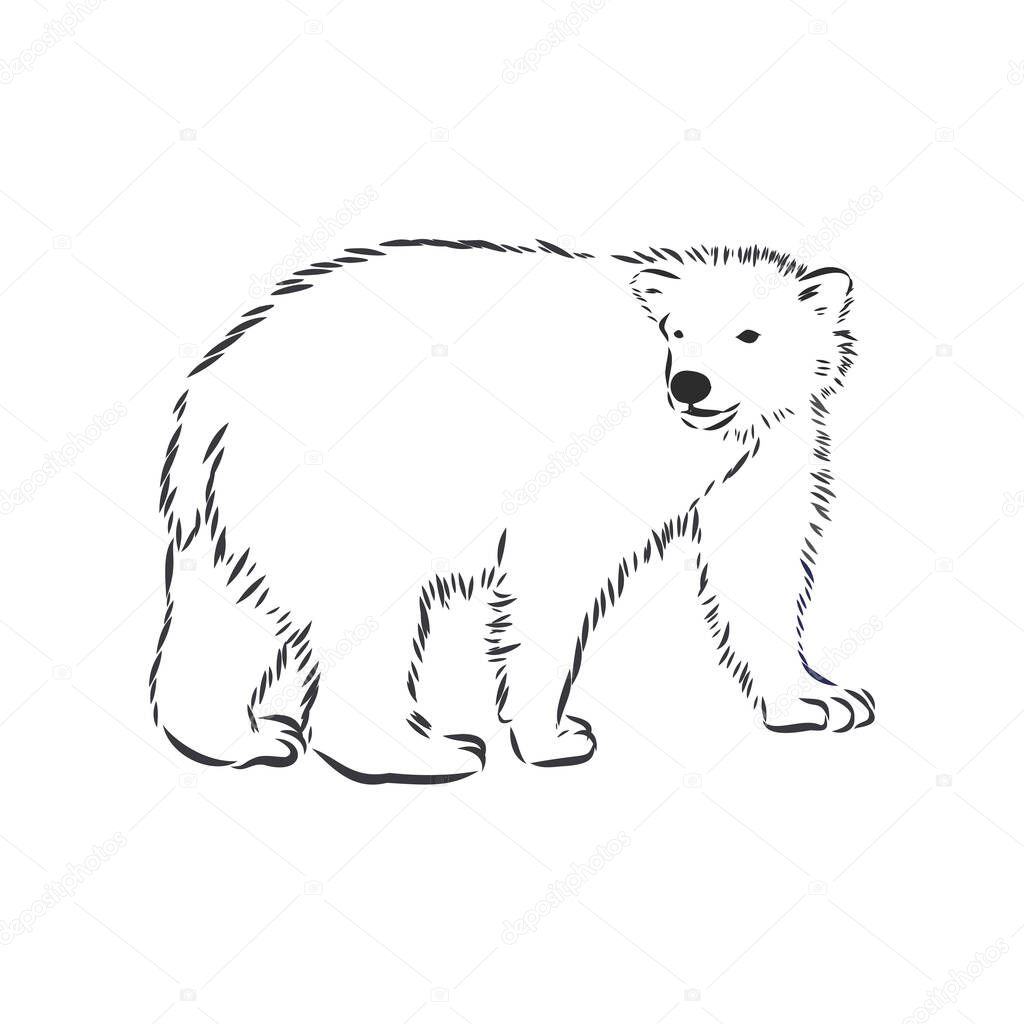 Hand sketch polar bear. Vector illustration