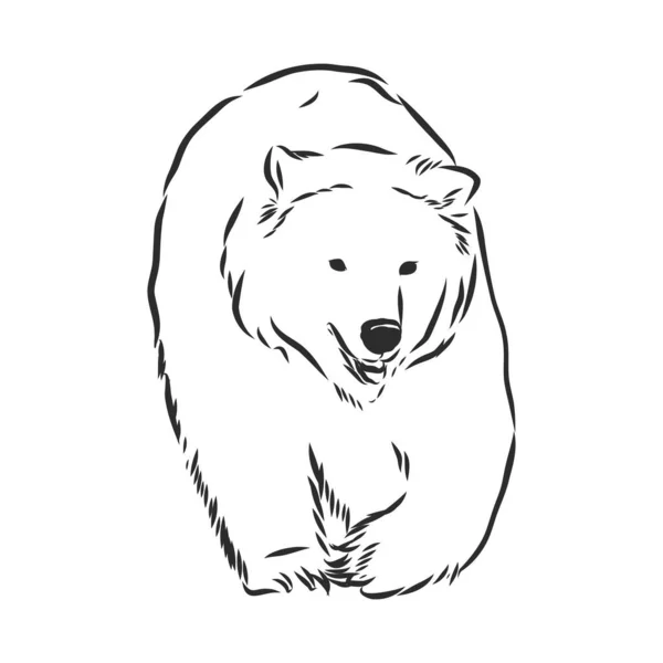 Desenho Esboço Urso Isolado Fundo Branco — Vetor de Stock
