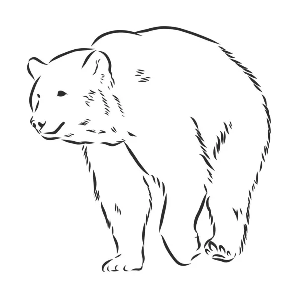 在白色背景上孤立的熊草图 — 图库矢量图片