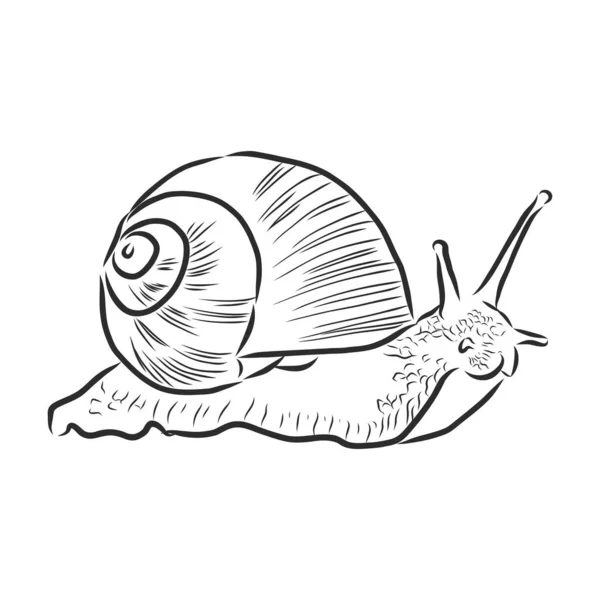 Hand Drawing Snail Vector Illustration — Stock Vector