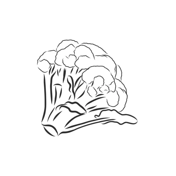 ブロッコリー手描きベクトルイラスト 野菜の彫刻スタイルのイラスト ブロッコリー分離 詳細なベジタリアンフードの図面 ファームマーケットプロダクト — ストックベクタ