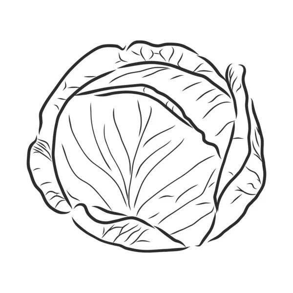 卷心菜在白色背景下分离的病媒手绘蔬菜 — 图库矢量图片