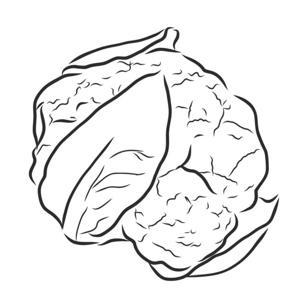手绘素描风格花椰菜作曲 白色背景下孤立的农场鲜食插图 — 图库矢量图片