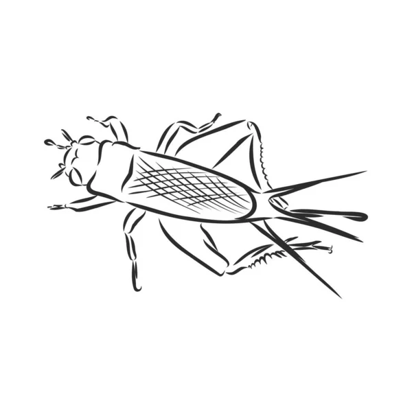 Cvrček Grig Gryllus Campestris Kresba Kriketu Kriket Izolovaný Bílém Pozadí — Stockový vektor