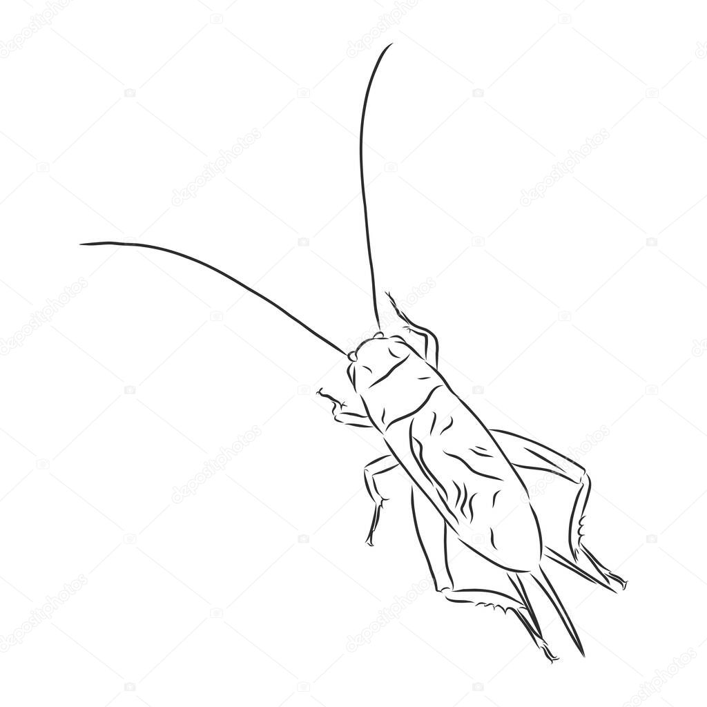 cricket. grig. Gryllus campestris. Sketch of cricket. cricket isolated on white background. cricket Design for coloring book. hand-drawn cricket. Vector illustration