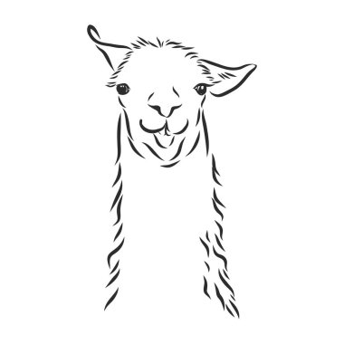 Alpaca Llama portresi. Beyaz arka planda el çizimi, yarım yamalak, alpaka lamasının grafik portresi..
