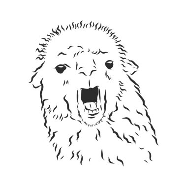Alpaca Llama portresi. Beyaz arka planda el çizimi, yarım yamalak, alpaka lamasının grafik portresi..