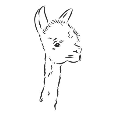 Alpaca Llama portresi. Beyaz arka planda el çizimi, yarım yamalak, alpaka lamasının grafik portresi..