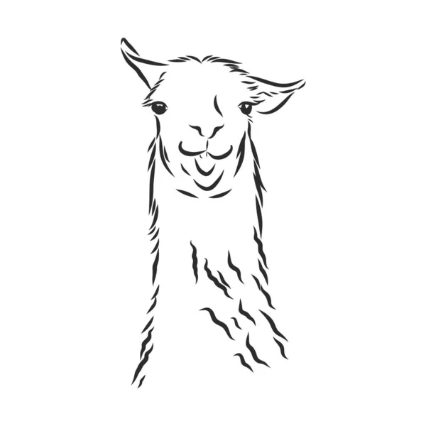 羊驼Llama肖像 白色背景上的羊驼的手绘 图形肖像 — 图库矢量图片