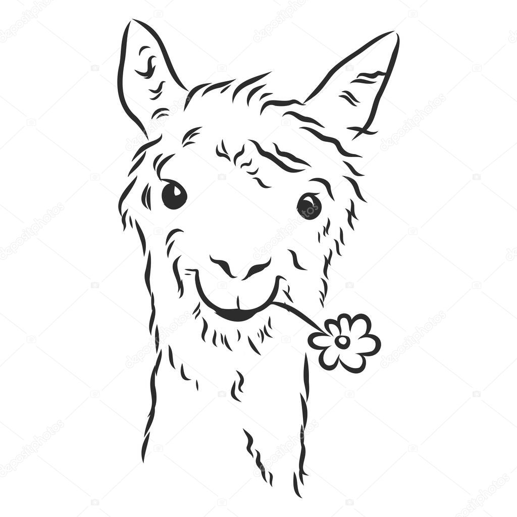 Alpaca Llama portrait. Hand-drawn, sketchy, graphic portrait of an alpaca llama on a white background.