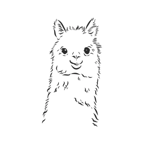 Retrato Alpaca Llama Retrato Gráfico Desenhado Mão Esboçado Lhama Alpaca — Vetor de Stock