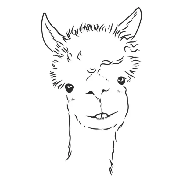 Alpaca Lamas Porträtt Handritat Skissartad Grafiskt Porträtt Alpaca Lama Vit — Stock vektor